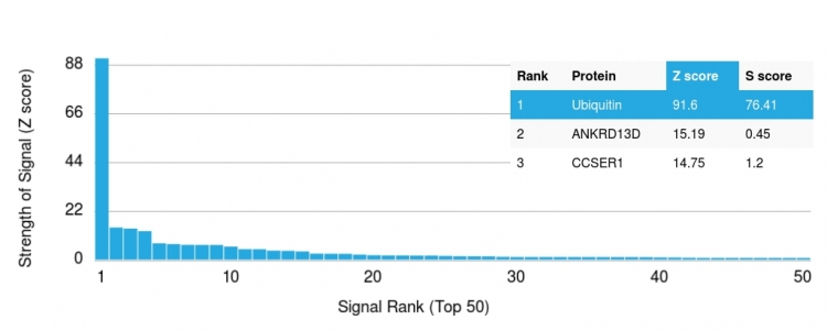 Analysis of Protein Array containing more than 19,000 full-length human proteins using . Z- and S- Score: The Z-score represents the strength of a signal that a monoclonal antibody produces when binding to a particular protein on the HuProtTM array. Z-scores are described in units of standard deviations (SDs) above the mean value of all signals generated on that array. If targets on HuProtTM are arranged in descending order of the Z-score, the S-score is the difference (also in units of SDs) between the Z-score. S-score therefore represents the relative target specificity of a Monoclonal Antibody to its intended target. A Monoclonal Antibody is considered to specific to its intended target if the Monoclonal Antibody has an S-score of at least 2.5. For example, if a Monoclonal Antibody binds to protein X with a Z-score of 43 and to protein Y with a Z-score of 14, then the S-score for the binding of that Monoclonal Antibody to protein X is equal to 29.