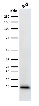 WB analysis of Raji cell lysate using GTX18045 Ubiquitin antibody [UBB/1748].