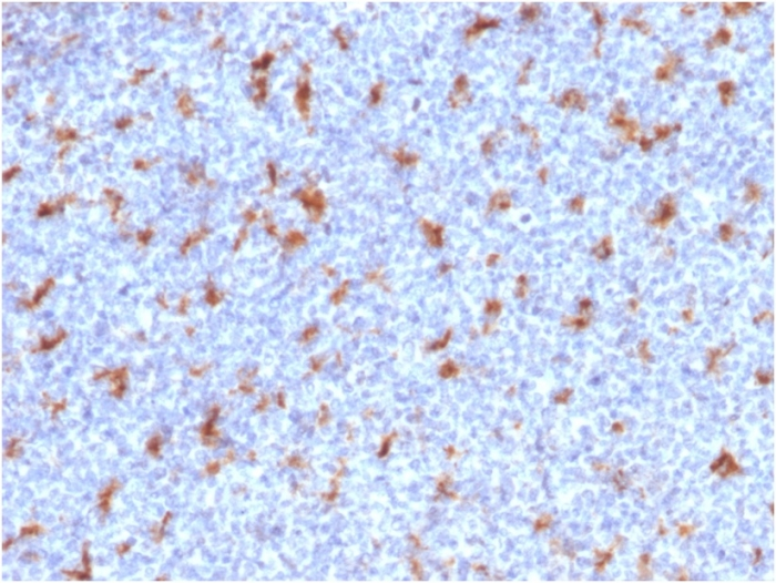 IHC-P analysis of human tonsil tissue using GTX18046 CD68 antibody [C68/2501].