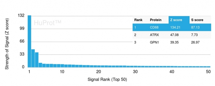 Analysis of Protein Array containing more than 19,000 full-length human proteins using CD68 Mouse Monoclonal Antibody (C68/2501). Z- and S- Score: The Z-score represents the strength of a signal that a monoclonal antibody produces when binding to a particular protein on the HuProtTM array. Z-scores are described in units of standard deviations (SDs) above the mean value of all signals generated on that array. If targets on HuProtTM are arranged in descending order of the Z-score, the S-score is the difference (also in units of SDs) between the Z-score. S-score therefore represents the relative target specificity of a Monoclonal Antibody to its intended target. A Monoclonal Antibody is considered to specific to its intended target if the Monoclonal Antibody has an S-score of at least 2.5. For example, if a Monoclonal Antibody binds to protein X with a Z-score of 43 and to protein Y with a Z-score of 14, then the S-score for the binding of that Monoclonal Antibody to protein X is equal to 29.