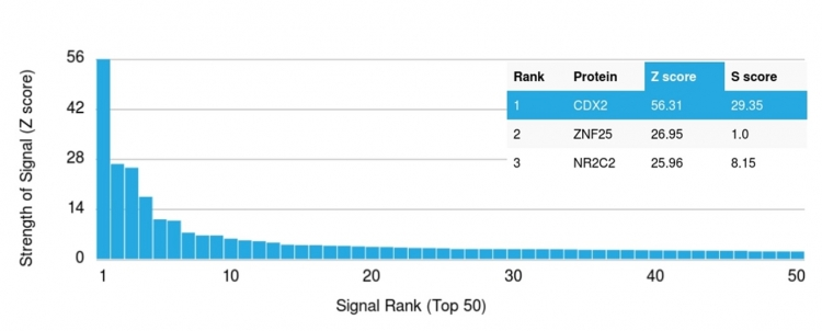 Analysis of Protein Array containing more than 19,000 full-length human proteins using CDX2 Mouse Monoclonal Antibody (PCRP-CDX2-1A3). Z- and S- Score: The Z-score represents the strength of a signal that a monoclonal antibody produces when binding to a particular protein on the HuProtTM array. Z-scores are described in units of standard deviations (SDs) above the mean value of all signals generated on that array. If targets on HuProtTM are arranged in descending order of the Z-score, the S-score is the difference (also in units of SDs) between the Z-score. S-score therefore represents the relative target specificity of a Monoclonal Antibody to its intended target. A Monoclonal Antibody is considered to specific to its intended target if the Monoclonal Antibody has an S-score of at least 2.5. For example, if a Monoclonal Antibody binds to protein X with a Z-score of 43 and to protein Y with a Z-score of 14, then the S-score for the binding of that Monoclonal Antibody to protein X is equal to 29.