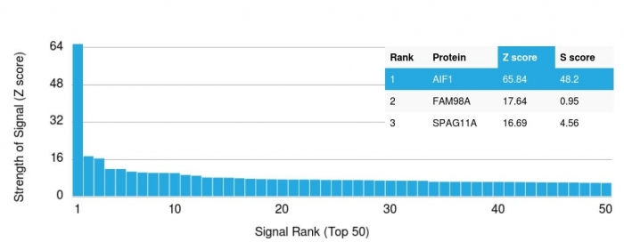 Analysis of Protein Array containing more than 19,000 full-length human proteins using AIF1 Mouse Monoclonal Antibody (rAIF/1909). Z- and S- Score: The Z-score represents the strength of a signal that a monoclonal antibody produces when binding to a particular protein on the HuProtTM array. Z-scores are described in units of standard deviations (SDs) above the mean value of all signals generated on that array. If targets on HuProtTM are arranged in descending order of the Z-score, the S-score is the difference (also in units of SDs) between the Z-score. S-score therefore represents the relative target specificity of a Monoclonal Antibody to its intended target. A Monoclonal Antibody is considered to specific to its intended target if the Monoclonal Antibody has an S-score of at least 2.5. For example, if a Monoclonal Antibody binds to protein X with a Z-score of 43 and to protein Y with a Z-score of 14, then the S-score for the binding of that Monoclonal Antibody to protein X is equal to 29.