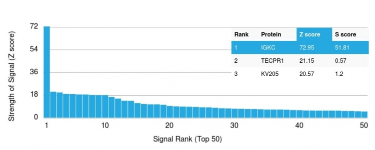 Analysis of Protein Array containing more than 19,000 full-length human proteins using Kappa Light Chain Mouse Monoclonal Antibody (rKLC/264). Z- and S- Score: The Z-score represents the strength of a signal that a monoclonal antibody produces when binding to a particular protein on the HuProtTM array. Z-scores are described in units of standard deviations (SDs) above the mean value of all signals generated on that array. If targets on HuProtTM are arranged in descending order of the Z-score, the S-score is the difference (also in units of SDs) between the Z-score. S-score therefore represents the relative target specificity of a Monoclonal Antibody to its intended target. A Monoclonal Antibody is considered to specific to its intended target if the Monoclonal Antibody has an S-score of at least 2.5. For example, if a Monoclonal Antibody binds to protein X with a Z-score of 43 and to protein Y with a Z-score of 14, then the S-score for the binding of that Monoclonal Antibody to protein X is equal to 29.