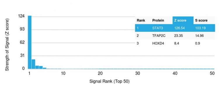 Analysis of Protein Array containing more than 19,000 full-length human proteins using STAT3 Mouse Monoclonal Antibody (STAT3/2409). Z- and S- Score: The Z-score represents the strength of a signal that a monoclonal antibody produces when binding to a particular protein on the HuProtTM array. Z-scores are described in units of standard deviations (SDs) above the mean value of all signals generated on that array. If targets on HuProtTM are arranged in descending order of the Z-score, the S-score is the difference (also in units of SDs) between the Z-score. S-score therefore represents the relative target specificity of a Monoclonal Antibody to its intended target. A Monoclonal Antibody is considered to specific to its intended target if the Monoclonal Antibody has an S-score of at least 2.5. For example, if a Monoclonal Antibody binds to protein X with a Z-score of 43 and to protein Y with a Z-score of 14, then the S-score for the binding of that Monoclonal Antibody to protein X is equal to 29.