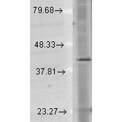 WB analysis of human cell lysates using GTX18143 Rhodopsin antibody [1D4] (Biotin).<br>Loading : 15 ?g <br>Dilution : 1:1000