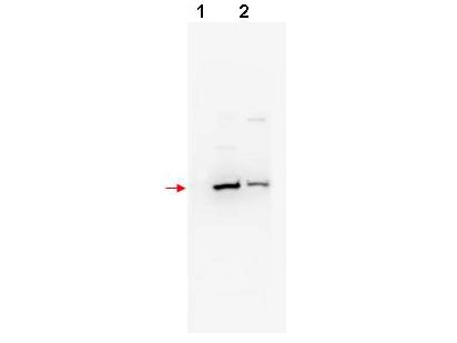 WB analysis of NIH3T3 (lane 1) and 293 (lane 2) cell lysates using GTX18150 FBXW11 antibody. <br>Dilution : 1:200