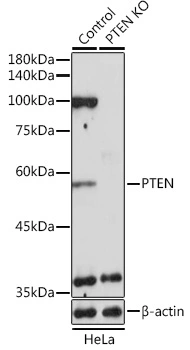 WB analysis of normal (control) and knockout (KO) HeLa cell lysate using GTX18153 PTEN antibody. Dilution : 1:1000 Loading : 25microg per lane WB analysis of normal (control) and knockout (KO) HeLa cell lysate using GTX18153 PTEN antibody. Dilution : 1:1000 Loading : 25microg per lane