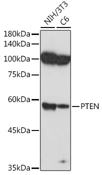 WB analysis of various sample lysates using GTX18153 PTEN antibody. Dilution : 1:1000 Loading : 25microg per lane