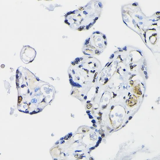 IHC-P analysis of human placenta tissue using GTX18153 PTEN antibody. Dilution : 1:100