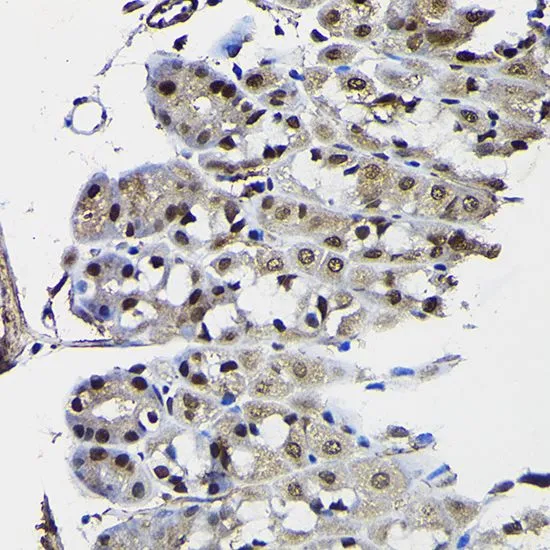 IHC-P analysis of mouse stomach tissue using GTX18153 PTEN antibody. Dilution : 1:100