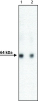 WB analysis of SF9 cell lysate infected with baculovirus using GTX18155 AcV5 tag antibody [ACV5].<br>Dilution : 1 ?g/ml (lane 1) ; 0.5 ?g/ml (lane 2)