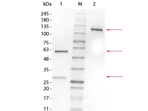 SDS-PAGE of Mouse IgG1 isotype control. Lane 1 : Mouse IgG1 Lambda Isotype Control, Reduced Lane M : Pre-stained Ladder Lane 2 : Mouse IgG1 Lambda Isotype Control, Non-reduced Loading : 1.0 microg per lane SDS-PAGE of Mouse IgG1 isotype control. Lane 1 : Mouse IgG1 Lambda Isotype Control, Reduced Lane M : Pre-stained Ladder Lane 2 : Mouse IgG1 Lambda Isotype Control, Non-reduced Loading : 1.0 microg per lane