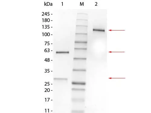 SDS-PAGE analysis of GTX18173 Mouse IgG1 isotype control [MG1L]. Lane 1 : Reduced GTX18173 Lane 2 : Non-reduced GTX18173 Loading : 1 microg