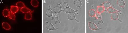 Live cell imaging analysis of live intact U-87 MG cells using GTX18175 EAAT1 antibody. Panel A : Primary antibody (Red) Panel B : Live view of the cell Panel C : Merged images of Panel A and B Dilution : 1:100
