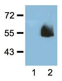 1:1000 (1microg/mL) Ab dilution probed against HEK293 cells transfected with HA-tagged protein vector; untransfected (1) and transfected (2) 1:1000 (1microg/mL) Ab dilution probed against HEK293 cells transfected with HA-tagged protein vector; untransfected (1) and transfected (2)