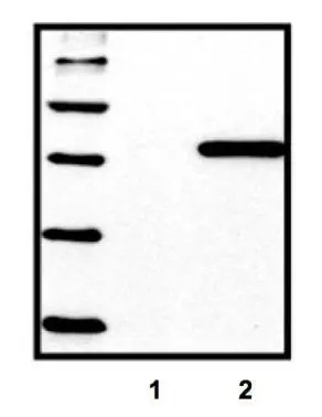 Standard ladder containing five different His-tagged proteins; untransfected control (1), HEK293 cells transfected with His-tagged protein vector (2)