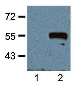 1:1000 (1microg/mL) Ab dilution probed against HEK293 cells transfected with Myc-tagged protein vector; untransfected (1) and transfected (2) 1:1000 (1microg/mL) Ab dilution probed against HEK293 cells transfected with Myc-tagged protein vector; untransfected (1) and transfected (2)