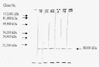 Western blot analysis of recombinant human bFGF using anti-human bFGF monoclonal antibodies. From the left, third lane is GTX18629. Western blot analysis of recombinant human bFGF using anti-human bFGF monoclonal antibodies. From the left, third lane is GTX18629.