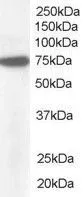 WB analysis of HeLa lysate using GTX19044 Pericentrin 1 antibody,C-term. Dilution : 1ug/ml Loading : 35ug protein in RIPA buffer