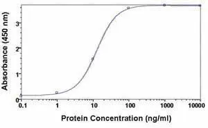 Fetuin A antibody Fetuin A antibody