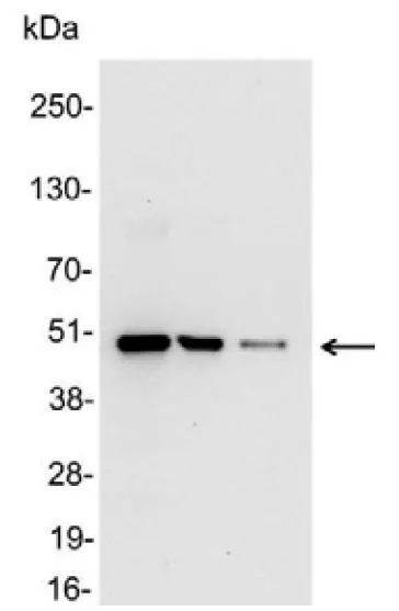WB analysis of 200, 100, and 50ng of E. coli lysate containing tagged fusion protein using GTX19312 c-Myc antibody (HRP).<br>Dilution : 1:25000