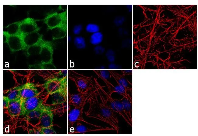 ICC/IF analysis of SH-SY5Y cells using GTX19378 CRMP5 antibody [CR-1]. Panel e is a no primary antibody control. Green : Primary antibody Blue : Nuclei Red : Actin Fixation : 4% paraformaldehyde Permeabilization : 0.1% Triton X-100 for 10 minute Dilution : 1:250 dilution in 0.1% BSA and incubated for 3 hours at room temperature