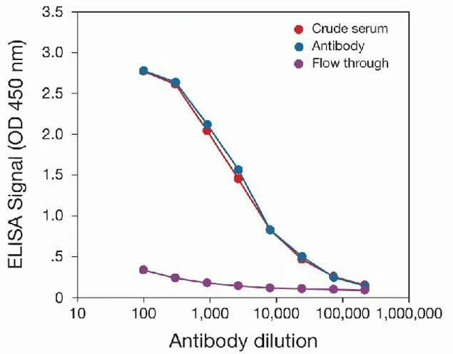 To determine the titer, an ELISA was performed using anti-HDAC1 crude serum, purified anti-HDAC1 antibodies (GTX20012), and the column flow through obtained from the antibody purification step. The antigen used was the C-terminal peptide used for immunization. By plotting the absorbance against the antibody dilution, the titer of the antibody was estimated to be 1:4,250.