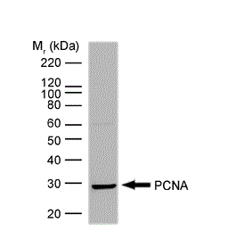 Western blot analysis of HeLa Nuclear Extract probed with Mouse anti Human PCNA (GTX20029)