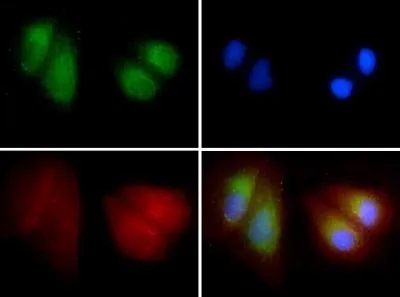 ICC/IF analysis of U2OS cells using GTX20114 LIMP II antibody. Green : primary antibody Red : Tubulin Blue : DAPI