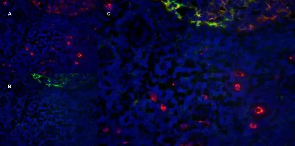 IHC-Fr analysis of mouse lymph node using CD11b antibody [ICRF44] (Red), CD21 antibody [YTS105.18] (Green, GTX74728) and DAPI (blue).