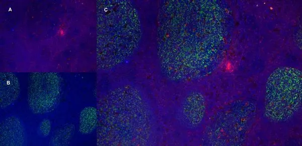 IHC-Fr analysis of mouse lymph node using CD11b antibody [ICRF44] (Red), CD21 antibody [YTS105.18] (Green, GTX74728) and DAPI (blue).