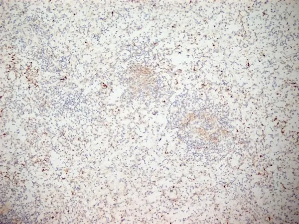 IHC-Fr analysis of human tonsil tissue using GTX20183 CD11b antibody [ICRF44].