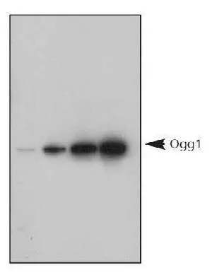 WB analysis of 1,5,10 and 20 ng human recombinant Ogg1 protein using GTX20204 Ogg1 antibody.