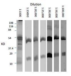 Serial dilution of this antibody blot with purified Llama IgG. Optimal dilution for use of this antibody is 1:30,000. This antibody labels both heavy and light chain of Llama IgG.