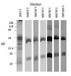 WB analysis of purified llama IgG using GTX20266 Rabbit Anti-llama IgG antibody. Optimal dilution is 1:30,000. This antibody labels both heavy and light chain of Llama IgG. WB analysis of purified llama IgG using GTX20266 Rabbit Anti-llama IgG antibody. Optimal dilution is 1:30,000. This antibody labels both heavy and light chain of Llama IgG.
