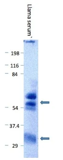 WB analysis of llama serum using GTX20271 Goat Anti-llama IgG antibody. Arrows show activity against llama IgG (heavy chain) at ~59kDa and llama IgG (light chain) at ~32kDa. WB analysis of llama serum using GTX20271 Goat Anti-llama IgG antibody. Arrows show activity against llama IgG (heavy chain) at ~59kDa and llama IgG (light chain) at ~32kDa.