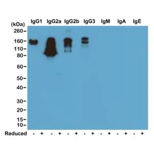 WB analysis of nonreduced(-) and reduced(+) mouse immunoglobulins (20ng/lane) using GTX20295 Rabbit Anti-Mouse IgG (Fc) antibody [RM104]. No cross reactivity with IgM, IgA, or IgE. Dilution : 0.2microg/ml