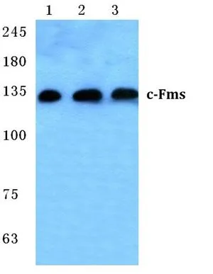 Western blot (WB) analysis of c-Fms pAb at 1:500 dilution Lane1:MCF-7 cell lysate Lane2:sp2/0 cell lysate Lane3:Rat liver tissue lysate