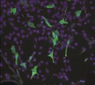 Figure 1. Immunofluorescence microscopy. NIH3T3 cells transiently transfected with a luciferase gene.
