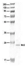 Western blot analysis of human lung cell extract with Bcl2, (GTX20694) Antibody.
