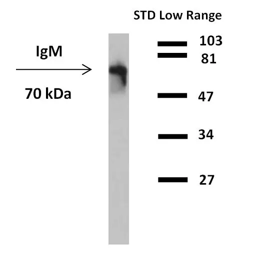 WB analysis of human plasma using GTX20772-01 Human IgM (Fc) antibody [CH2] (HRP).