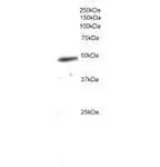 GTX20795 staining (0.2g/ml) of U937 lysate (RIPA buffer,30g total protein per lane). Primary incubated for 1 hour. Detected by western blot using chemiluminescence.