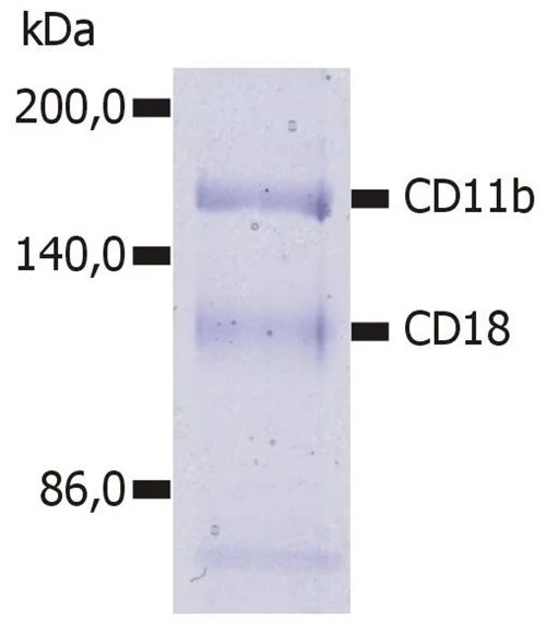 Immunoprecipitation of human CD11b/CD18 heterodimer from the lysate of washed PBMC isolated from healthy donor.