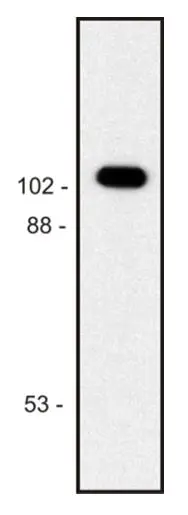 WB analysis of purified E. coli beta-galactosidase using GTX21047 beta Galactosidase antibody [BG-02].