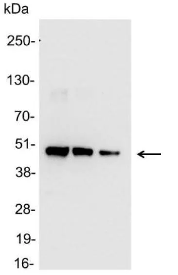 WB analysis of 200, 100, and 50ng of E. coli lysate containing tagged fusion protein using GTX21187 6X His tag antibody (HRP).<br>Dilution : 1:25000