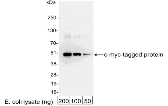 WB analysis of E. coli expressing a multi-tag fusion protein using GTX21261 Myc tag antibody (HRP).<br>Dilution : 1:25000
