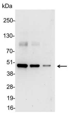WB analysis of 200, 100, and 50ng of E. coli lysate containing tagged fusion protein using GTX21271 T7 tag antibody (HRP).<br>Dilution : 1:5000