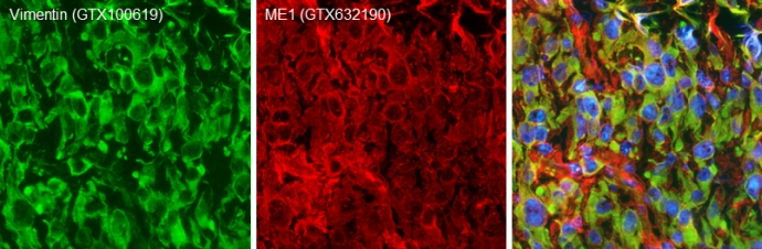 Glypican 1 antibody [N3C3] (GTX104557) detects Glypican 1 protein by flow cytometry analysis.