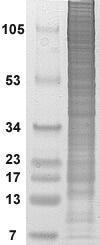 10ug of GTX109135-pro Galectin 2 recombinant protein analyzed using SDS-PAGE and stained with coomassie blue and captured by black and white camera.