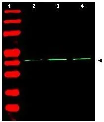 Western Blot of Rabbit Anti-Beta Actin Antibody (GTX21801). Lane 1: molecular weight. Lane 2: human embryonic kidney 293. Lane 3: human lung carcinoma A549. Lane 4: mouse brain. Load: 35 microg per lane. Primary antibody: Beta Actin antibody at 1:1,500 for overnight at 4oC. Secondary antibody: infrared rabbit secondary antibody at 1:10,000 for 45 min at RT. Block: 5% BLOTTO overnight at 4oC. Predicted/Observed size: ~42 kDa corresponding to beta Actin (arrowhead). Other band(s): none